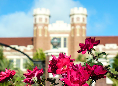 Roses in front of Westcott